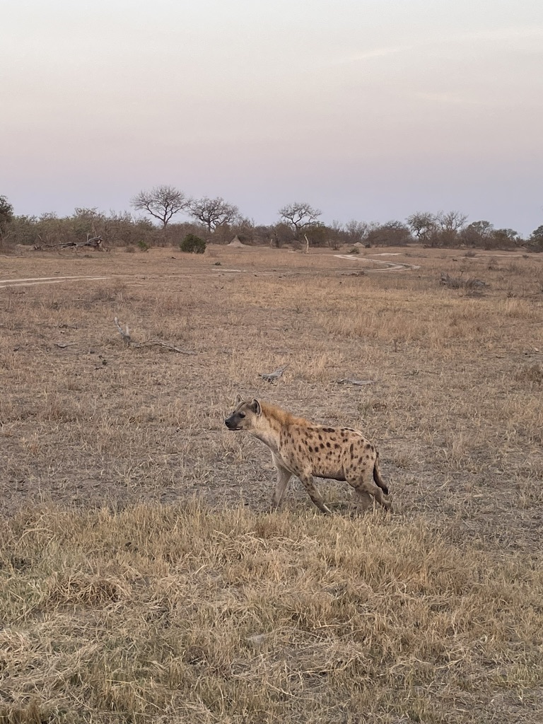 Timbavati Private Nature Reserve, South Africa